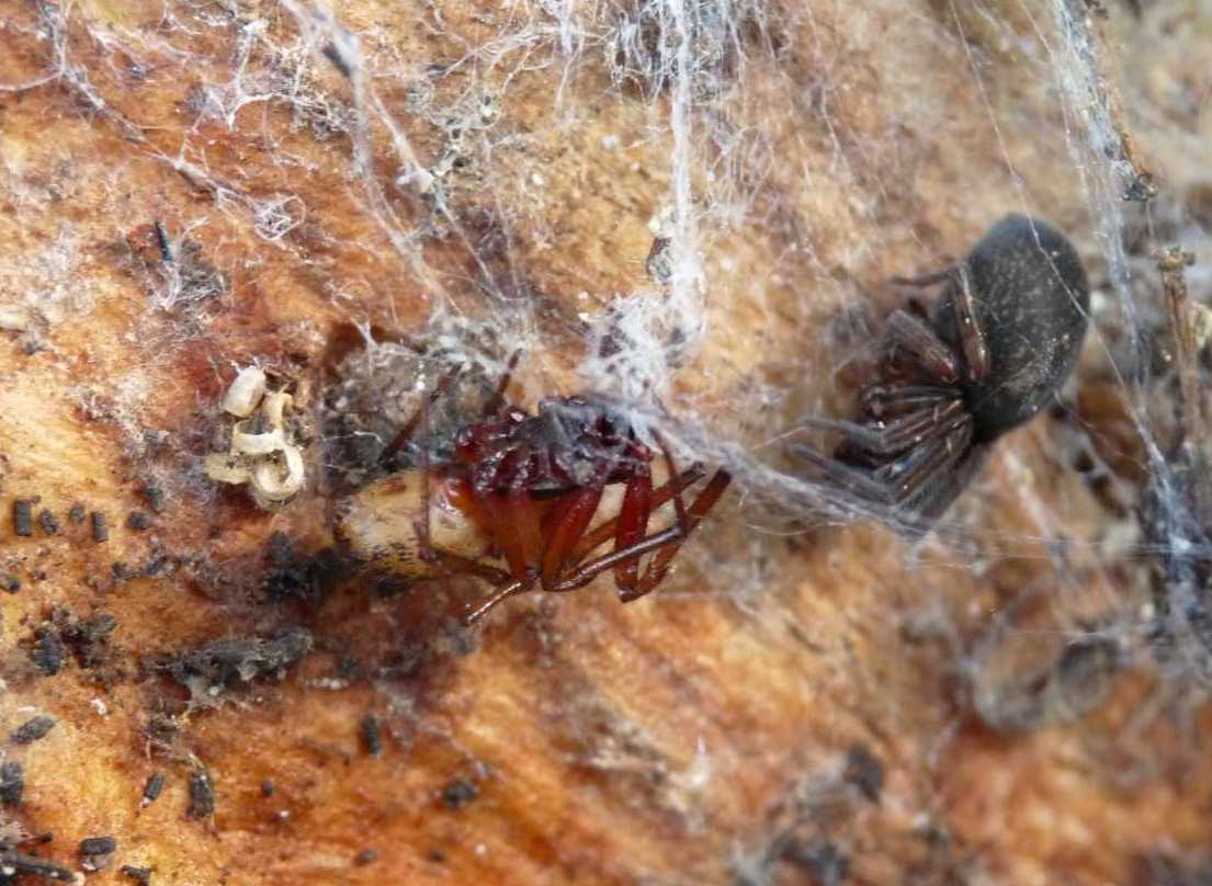 Steatoda nobilis